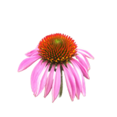 echinacea 240x180